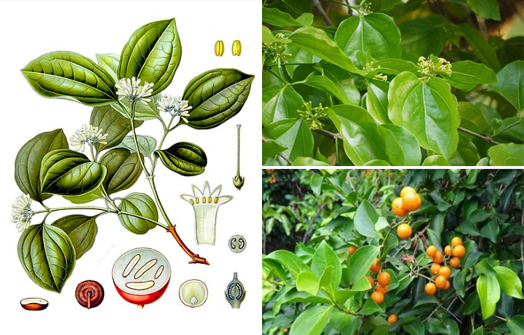 Mã Tiền (Strychnos nux-vomica L.)